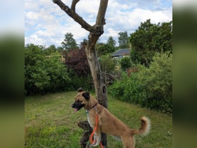 Moon (genannt Coco)-Ruhige Maus sucht liebevolle Familie