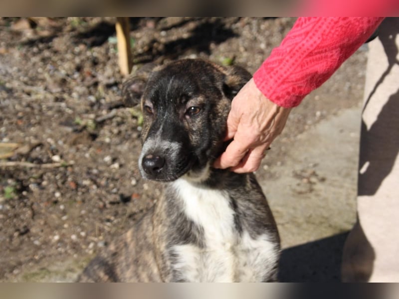 BRÖSEL - auf der Suche nach seiner liebevollen "Für-immer-Familie"