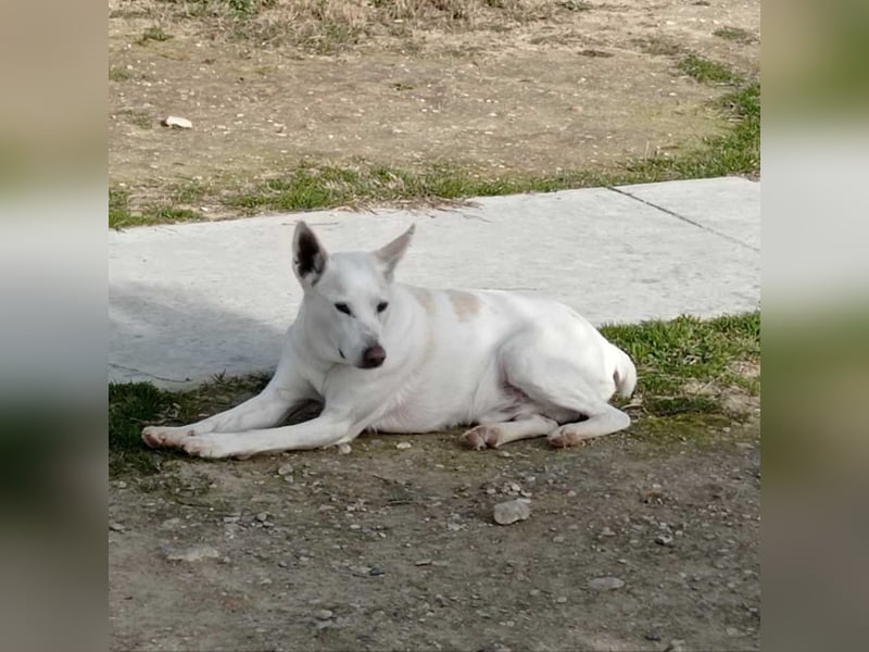 PISTOLE- ein freundlicher, menschenbezogener Hund