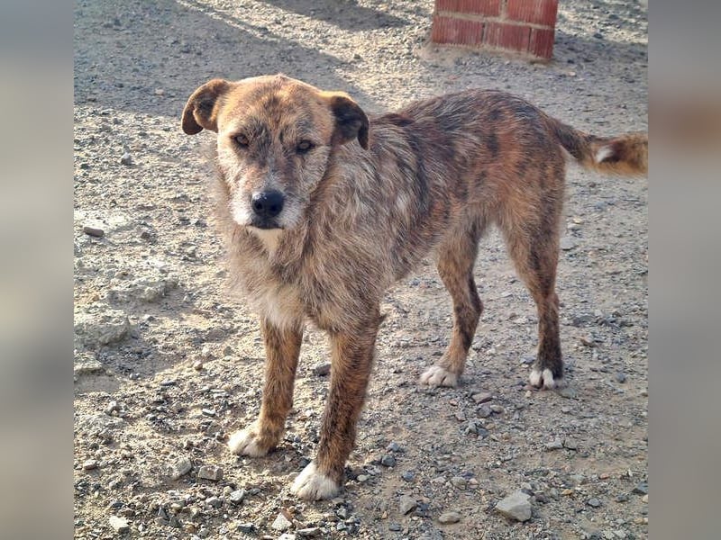 NELSON-kleiner Träumer, sanft,ruhig Seele, wartet sehnsüchtig auf sein liebevolles Für-immer-Zuhause