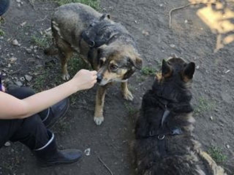 NORA-absulut liebenswertes Wesen
