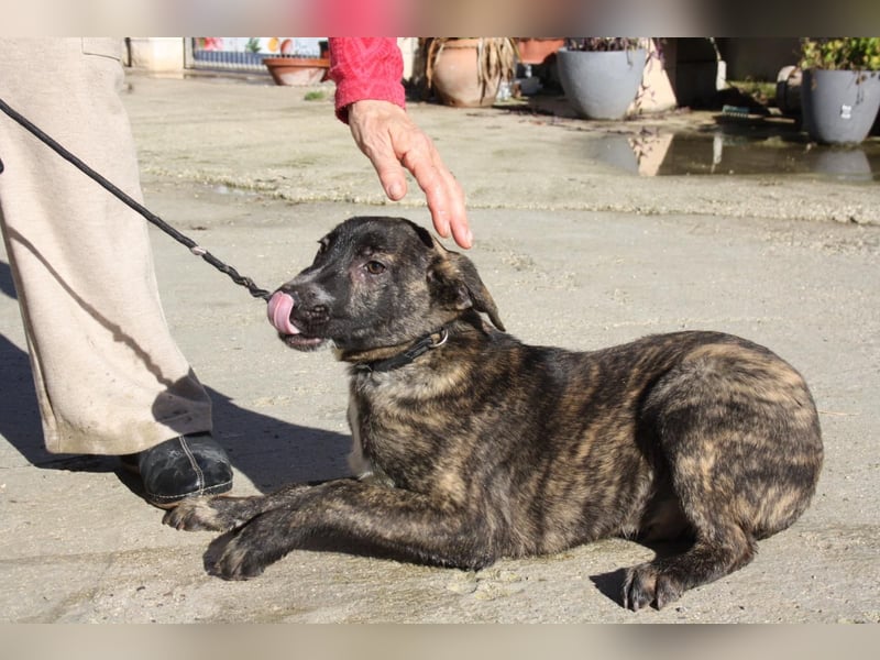 BRÖSEL - auf der Suche nach seiner liebevollen "Für-immer-Familie"