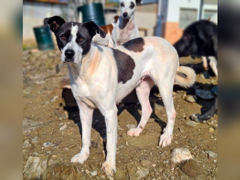 AMELIE-ruhige, sanfte Maus sucht ihr liebevolles Für-immer-Zuhause