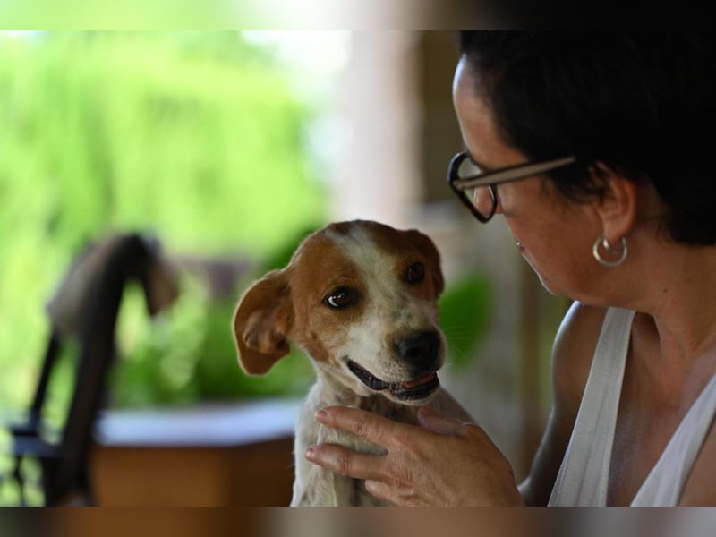 CAMINO- fürsorgliche liebe Hundemama sucht liebevolles Für-immer-Zuhause