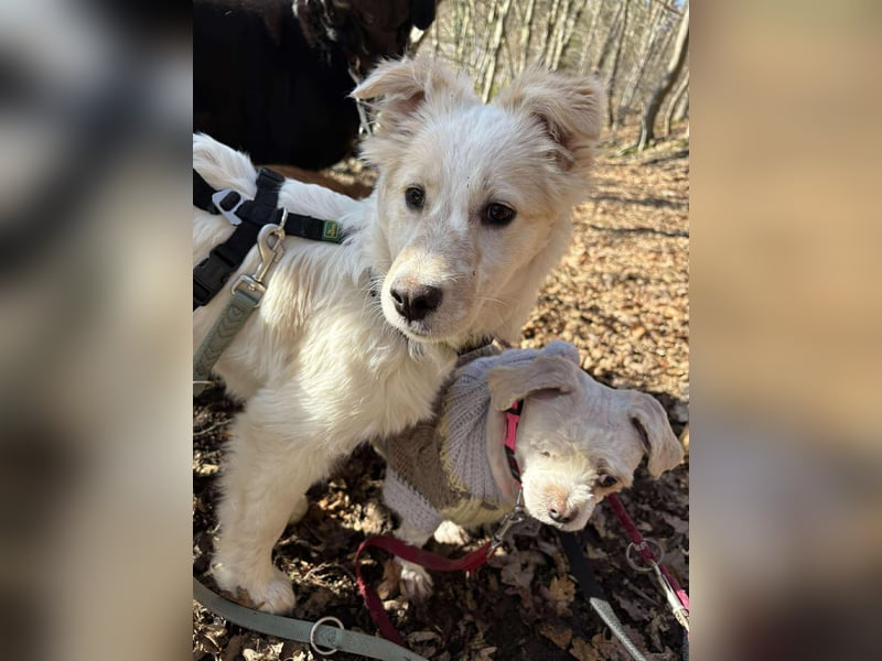 FLINT *bei unserer Pflegestelle in 26969 Butjadingen*