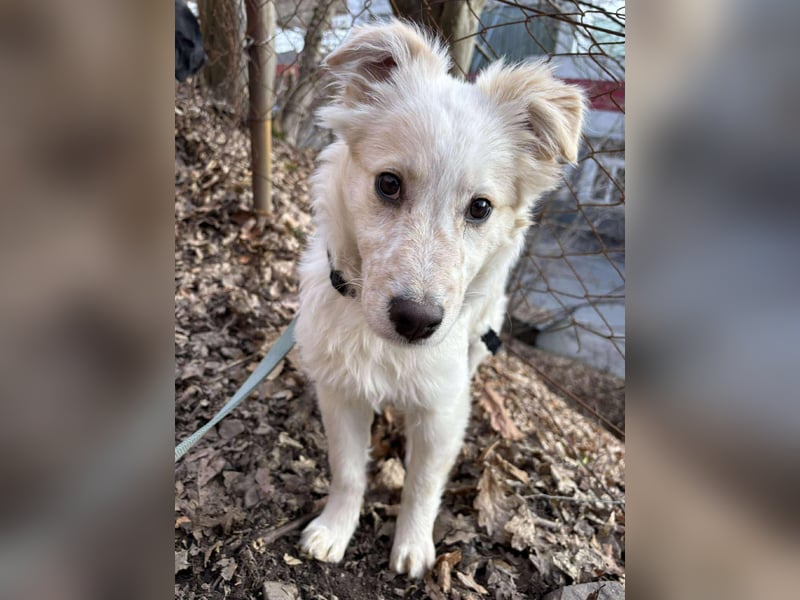 FLINT *bei unserer Pflegestelle in 26969 Butjadingen*