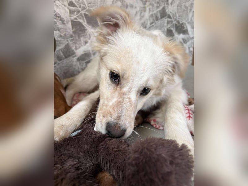 FLINT *bei unserer Pflegestelle in 26969 Butjadingen*