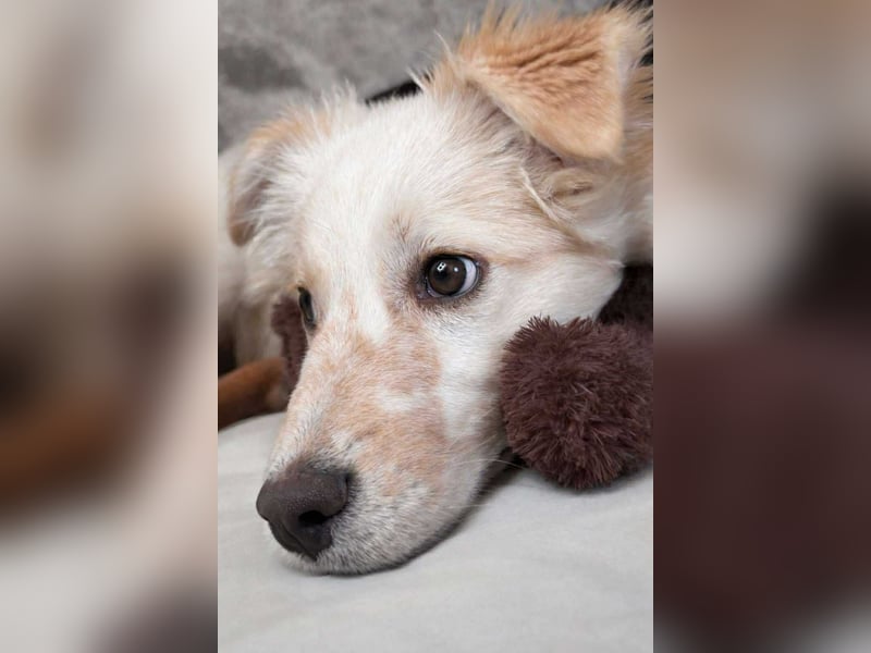 FLINT *bei unserer Pflegestelle in 26969 Butjadingen*