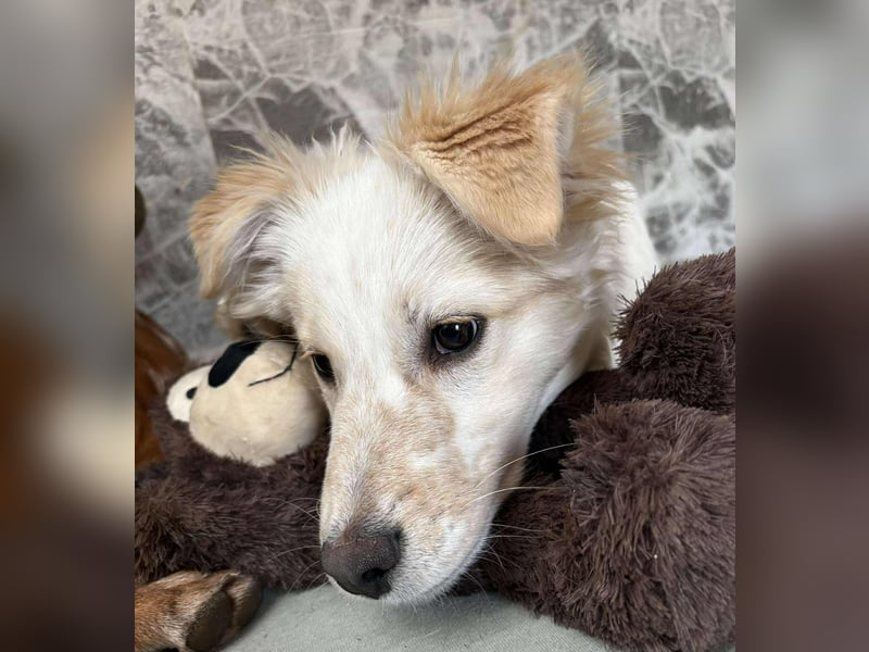 FLINT *bei unserer Pflegestelle in 26969 Butjadingen*