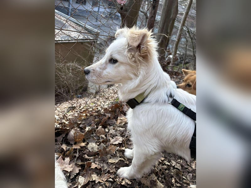 FLINT *bei unserer Pflegestelle in 26969 Butjadingen*