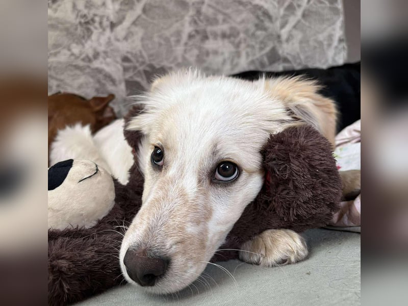 FLINT *bei unserer Pflegestelle in 26969 Butjadingen*