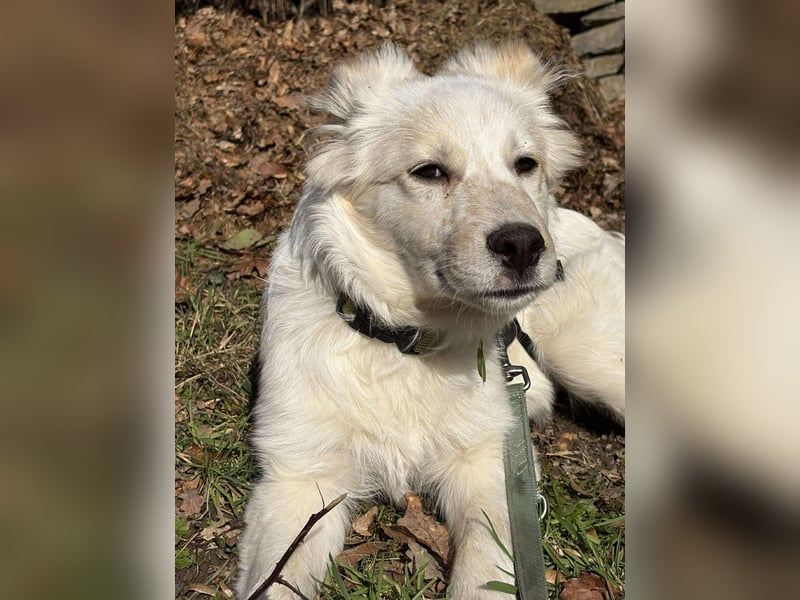 FLINT *bei unserer Pflegestelle in 26969 Butjadingen*