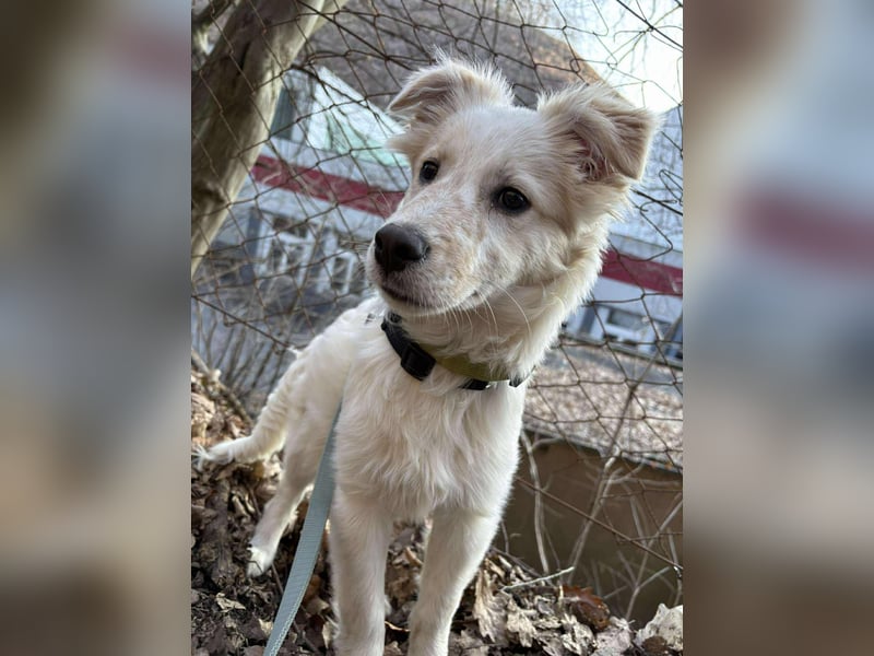 FLINT *bei unserer Pflegestelle in 26969 Butjadingen*