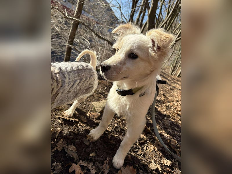 FLINT *bei unserer Pflegestelle in 26969 Butjadingen*