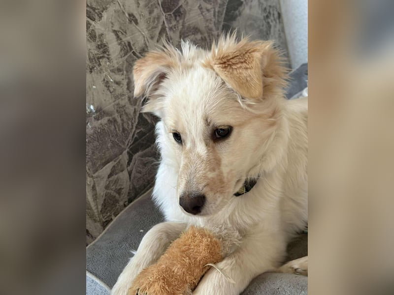 FLINT *bei unserer Pflegestelle in 26969 Butjadingen*