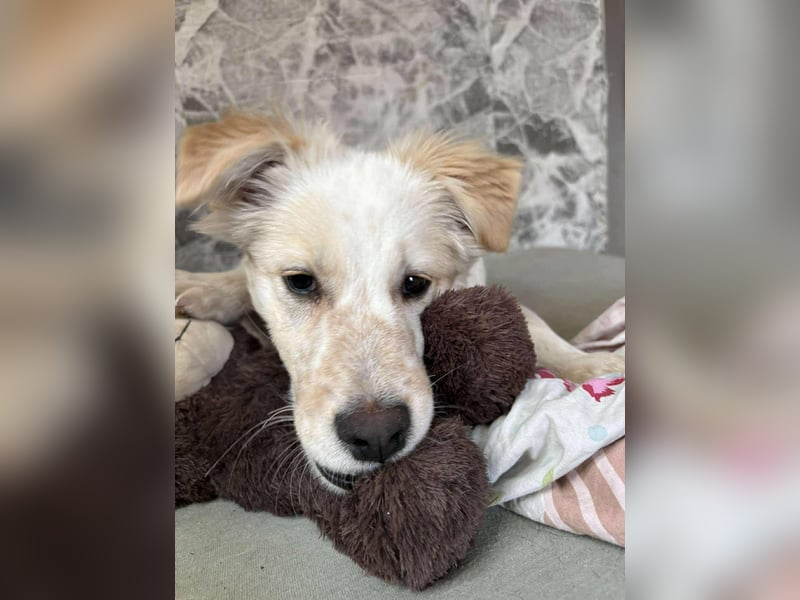 FLINT *bei unserer Pflegestelle in 26969 Butjadingen*