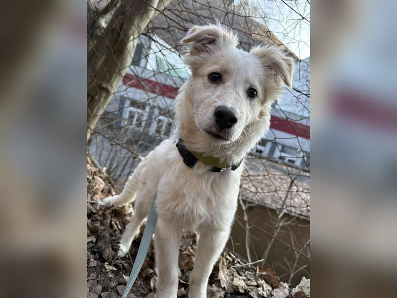 FLINT *bei unserer Pflegestelle in 26969 Butjadingen*