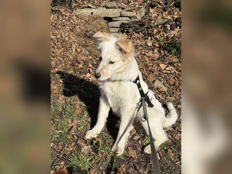 FLINT *bei unserer Pflegestelle in 26969 Butjadingen*