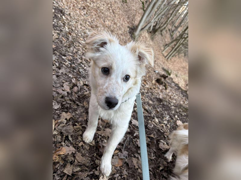 FLINT *bei unserer Pflegestelle in 26969 Butjadingen*