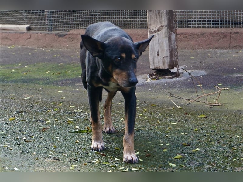 Bodo sucht ein neues Zuhause