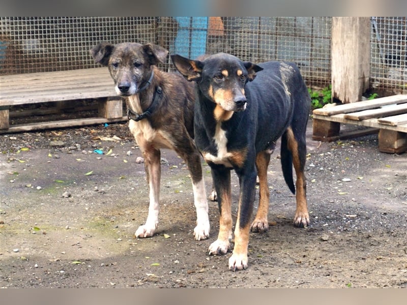 Bodo sucht ein neues Zuhause