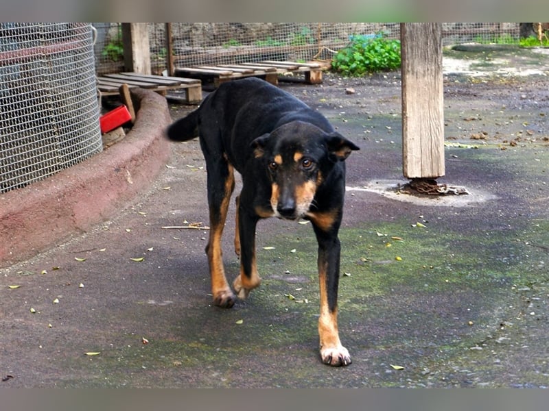 Bodo sucht ein neues Zuhause