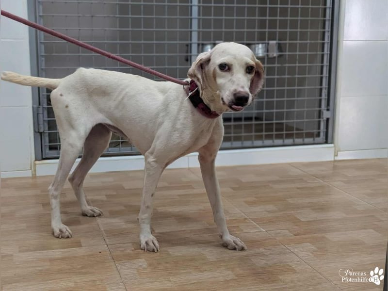 Holly ist fröhlich und verschmust