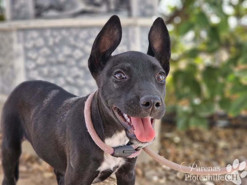 Gloria, verspielt, freundlich, verschmust