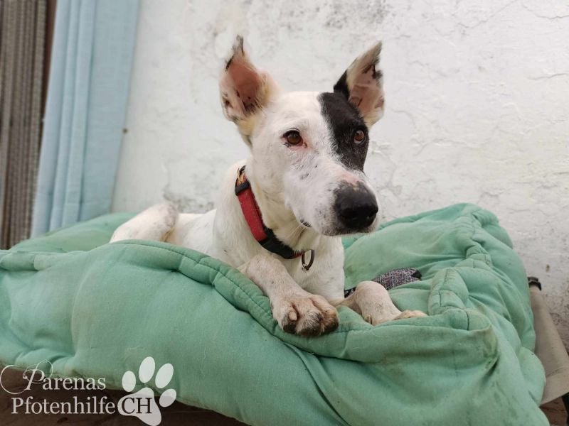 Sparrow ist ein netter, unkomplizierter Kerl