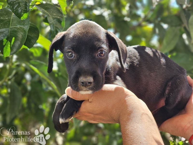 Sonnenschein Germit liebt es zu schmusen