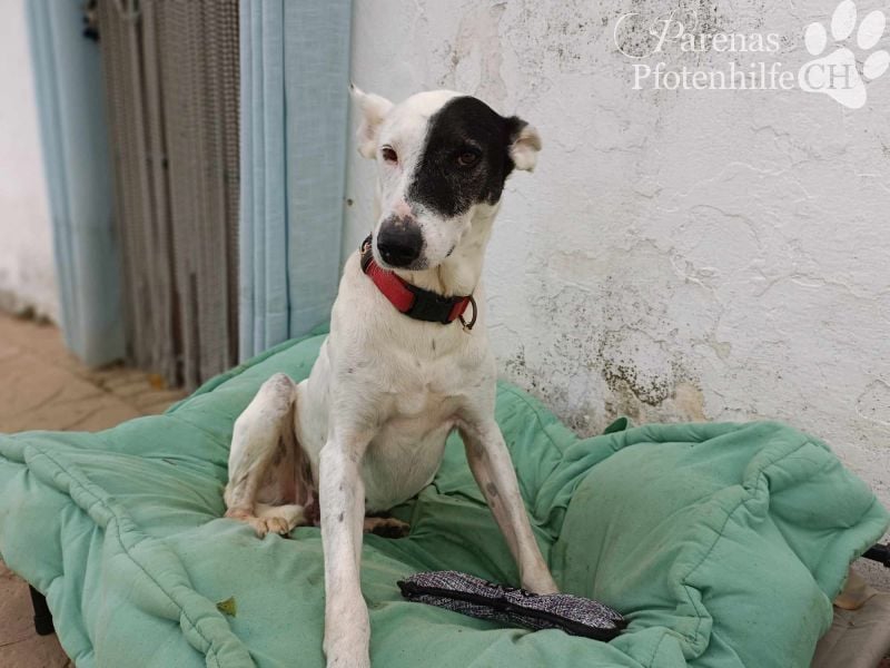 Sparrow ist ein netter, unkomplizierter Kerl