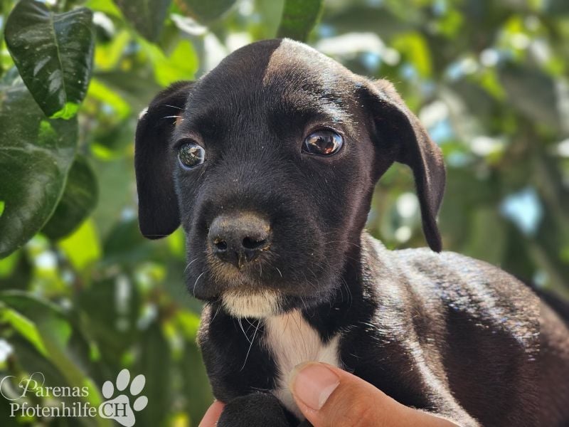 Sonnenschein Germit liebt es zu schmusen