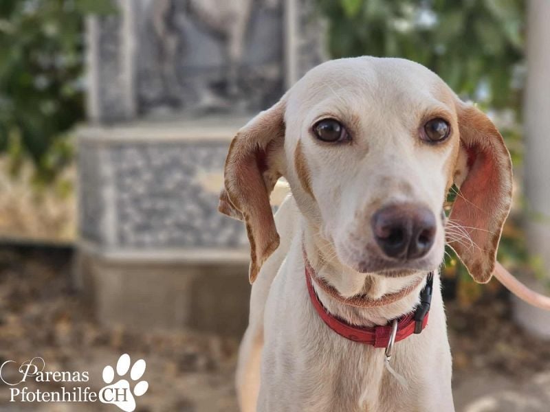 Holly ist fröhlich und verschmust