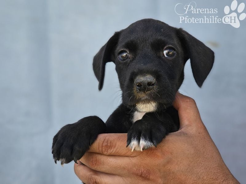 Sonnenschein Germit liebt es zu schmusen