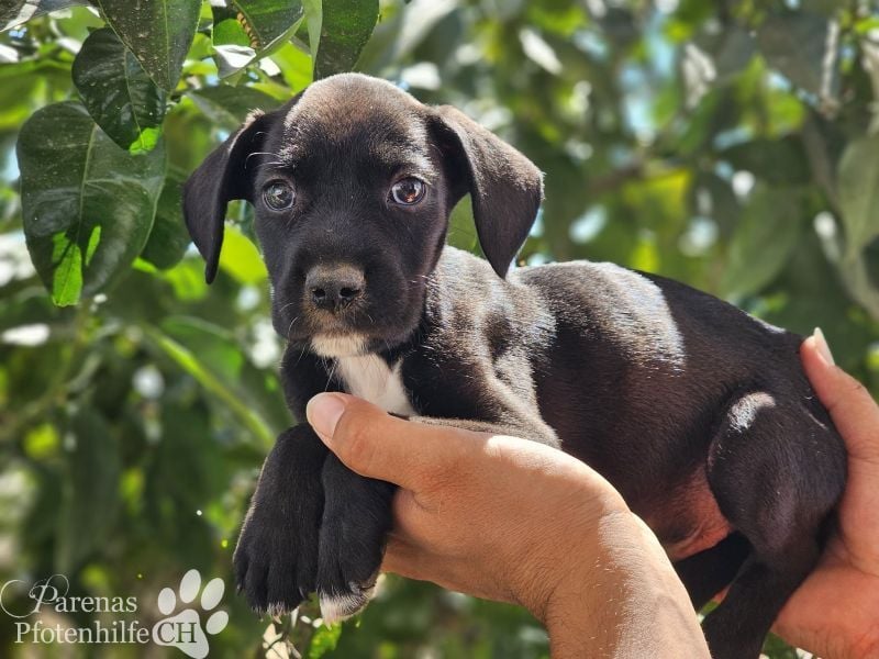 Sonnenschein Germit liebt es zu schmusen