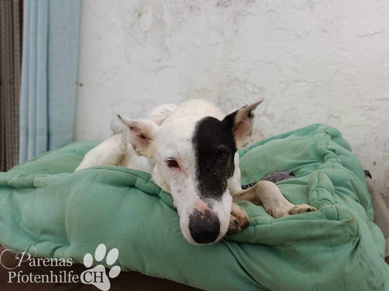 Sparrow ist ein netter, unkomplizierter Kerl