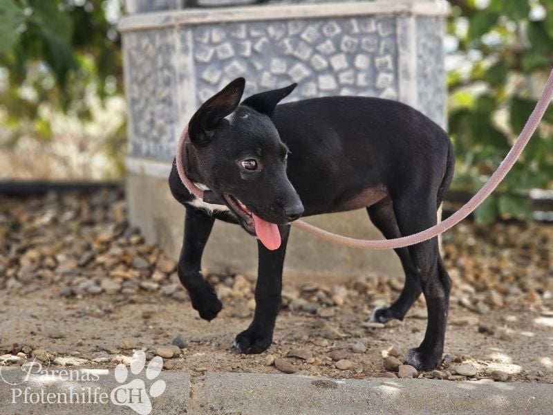 Gloria, verspielt, freundlich, verschmust