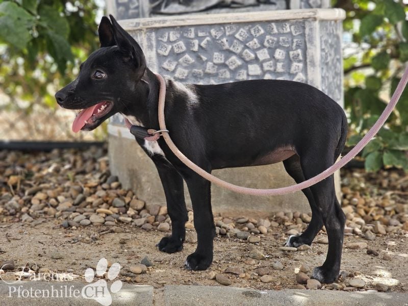 Gloria, verspielt, freundlich, verschmust