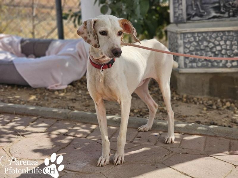 Holly ist fröhlich und verschmust
