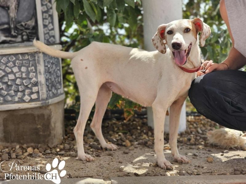 Holly ist fröhlich und verschmust