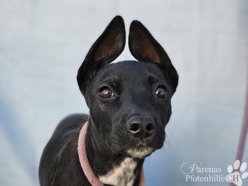 Gloria, verspielt, freundlich, verschmust