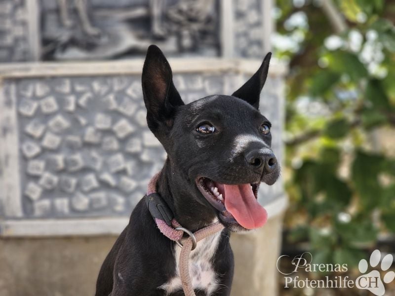 Gloria, verspielt, freundlich, verschmust