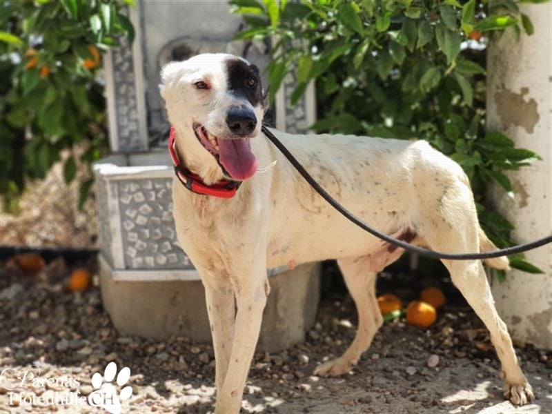 Sparrow ist ein netter, unkomplizierter Kerl