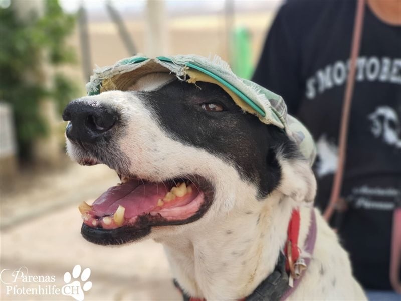 Sparrow ist ein netter, unkomplizierter Kerl