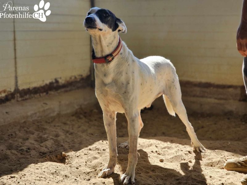 Sparrow ist ein netter, unkomplizierter Kerl