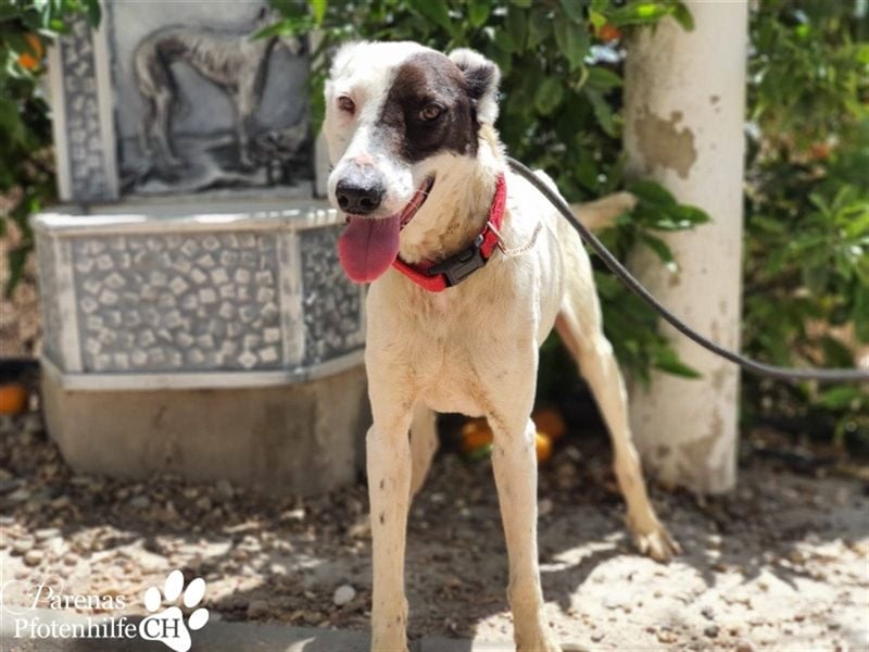 Sparrow ist ein netter, unkomplizierter Kerl