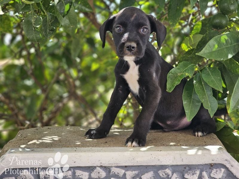Sonnenschein Germit liebt es zu schmusen