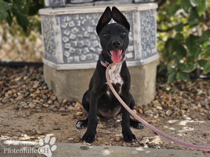 Gloria, verspielt, freundlich, verschmust