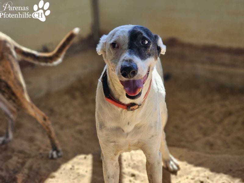 Sparrow ist ein netter, unkomplizierter Kerl