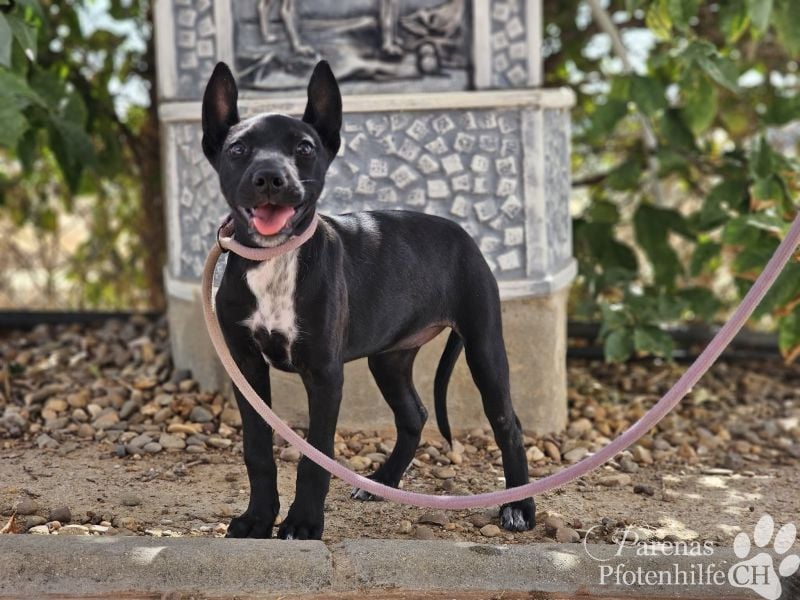 Gloria, verspielt, freundlich, verschmust